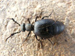 oil beetle close up