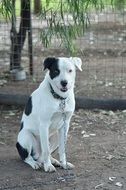 black and white dog is sitting on a chain