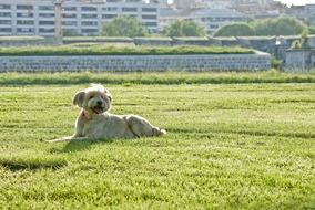 happy dog lies on green grass