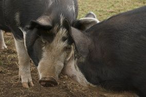 portrait of fat colorful pigs on a farm