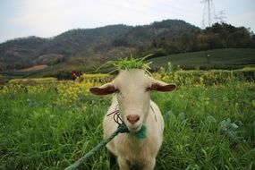 tied goat in the meadow