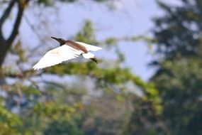 flying crane in Sri Lanka