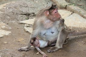 attractive Monkey Mother and Baby