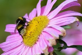 hummel sits on a summer flower
