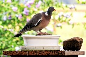 pigeon standing on a flower pot