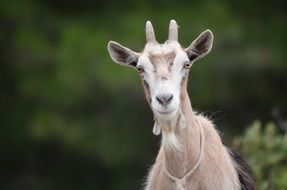 fascinating Goat Face