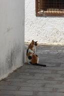 stray cat village Greece