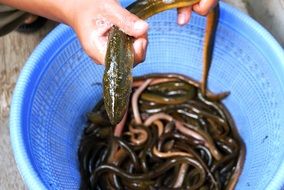 fresh slippery fish