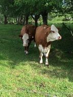 Cows on the green grass in summer