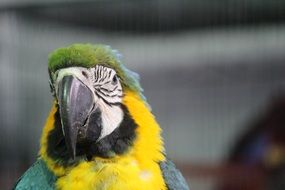 closeup parrot head