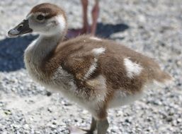 little duckling in the yard