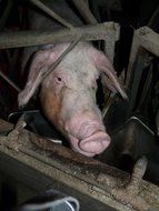 farm pig with hanging ears in the paddock