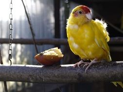 yellow parrot on a stick in a cage