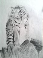 Pencil drawing of Tiger