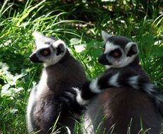 Lemurs on safari