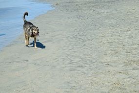 dog by the ocean