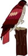 Red Wings Hawk drawing