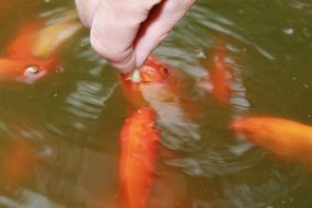 Goldfish Pond
