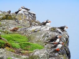 puffins sitting on the cliff