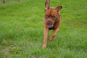 harley dog on green grass