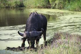 black buffalo drinks water from a river in South Africa