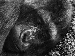 picture of the sleeping Gorilla