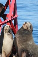 Seals in ocean, california