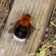 fat fluffy bumblebee