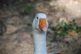 stunningly beautiful Goose White Bird