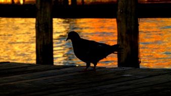 fascinating Pigeon Bird
