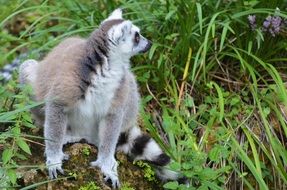 Lemur or Lemuriformes