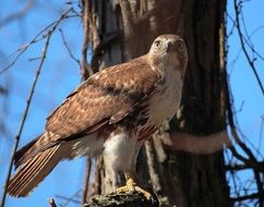 Hawk Jamaicensiss Buteo
