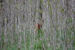 landscape of Deer in the wildlife in a forest