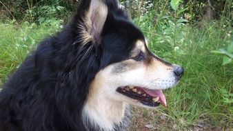 beautiful and cute Finnish Lapphund Dog