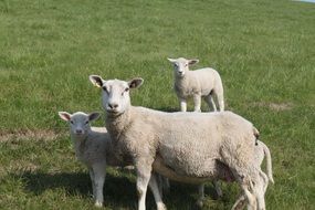 sheep in tbe North Frisia