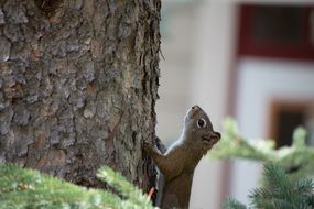 squirrel on a tree trunk in the forest