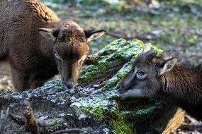 foraging wild young goats