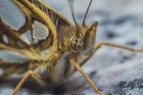 closeup of a queen of spain fritillary