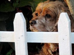 picture of the cute dog behind the fence