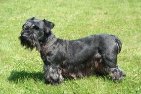 Czech Terrier lying on the green grass