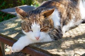 Cat slipping outdoor at Sunny Day