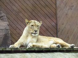 relaxing lioness in the zoo