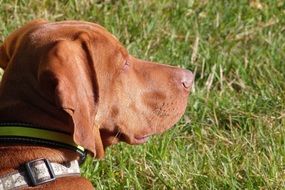 brown dog on a green meadow close up