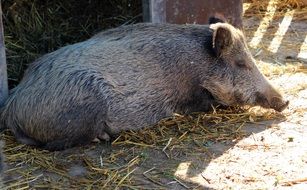 wild boar on a straw