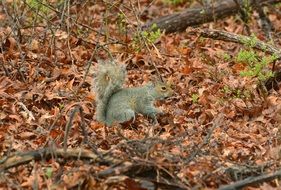 beautiful Squirrel Tail