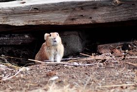 Rodent Field Mouse