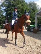 professional rider on a brown horse