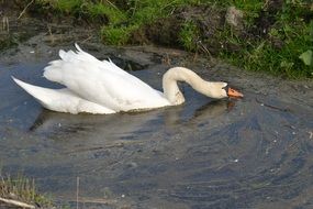 Swan on the farm