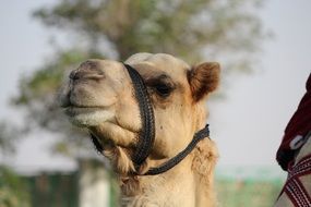 Camel head with bridle