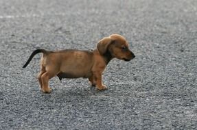 handsome Dog Sausage Brown